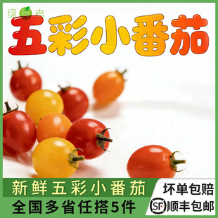新鲜五彩小番茄450g 彩色小番茄酸甜圣女果 迷彩小西红柿