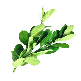 新鲜带枝柠檬叶青柠叶冬阴功烫调味香料西餐火锅料理配料柠檬叶