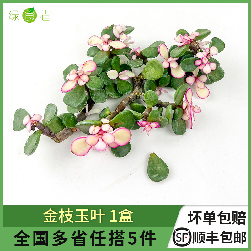 金枝玉叶1盒多肉酒店餐饮摆盘装饰点缀花草