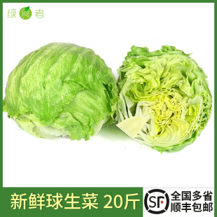 新鲜蔬菜沙拉食材西餐汉堡用圆生菜球型西生菜 球生菜20斤 包邮