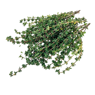 绿食者 百里香100g 麝香草山胡椒新鲜香草叶香料西餐牛排调料配菜