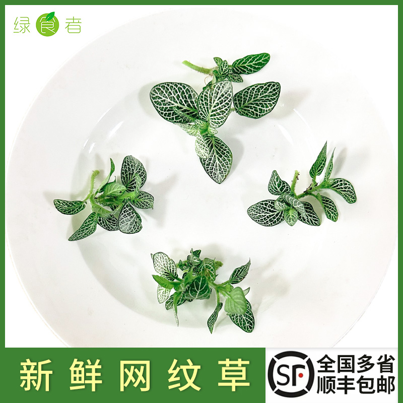 新鲜绿网纹草 酒店日料西餐料理摆盘点缀叶子 全国多省包邮
