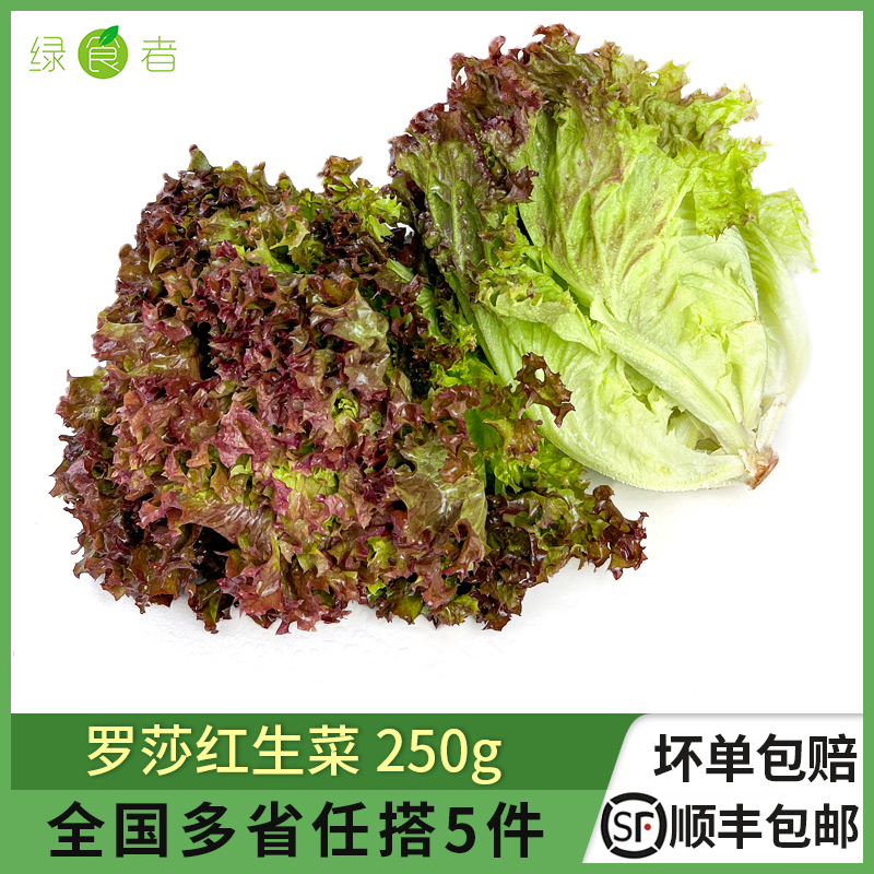 绿食者 罗莎红250g 紫叶红叶生菜 新鲜生吃沙拉蔬菜轻食西餐食