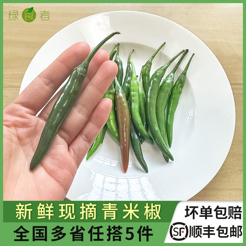 新鲜青米椒 现摘现发 朝天椒特辣小尖椒剁椒泡椒 多省5件包邮