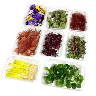 8种摆盘装饰套餐 三色堇酸模叶火红苗玉米苗甜菜苗铜钱草顺丰包邮