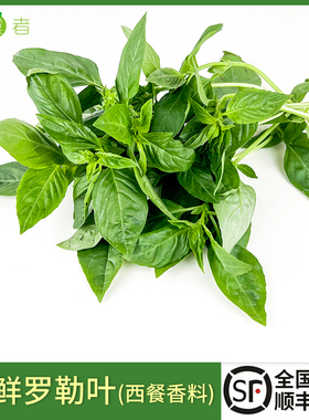 新鲜罗勒叶500g 西餐蔬菜可食用披萨意大利面香料青酱调料