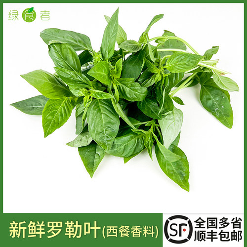 新鲜罗勒叶西餐披萨意大利面调料