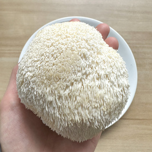 新鲜猴头菇150g左右 食用猴菇候头菌候头菇 猴菇头猴头菌新鲜蔬菜