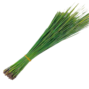 新鲜马尾松针20g 细松针 松树针叶 酒店西餐日料餐饮摆盘装饰