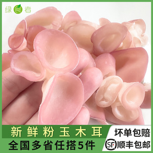 新鲜粉玉木耳 火锅炒菜凉拌酒店食材 贵妃木耳鲜嫩脆爽肉质肥厚