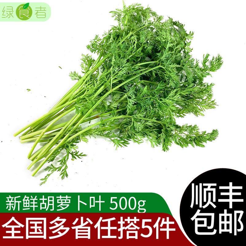 新鲜胡萝卜叶子500g 新鲜现摘萝卜叶 萝卜缨子 新鲜蔬菜胡萝卜叶