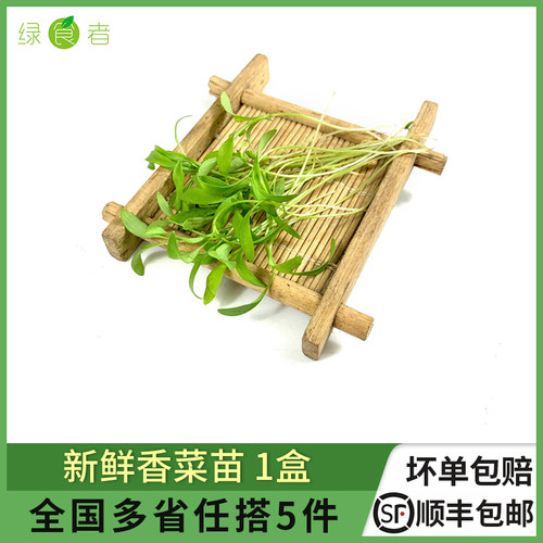 新鲜香菜苗1盒蔬菜苗摆盘装饰