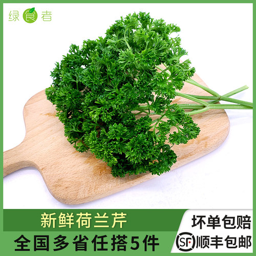 新鲜荷兰芹火锅菜品摆盘装饰用