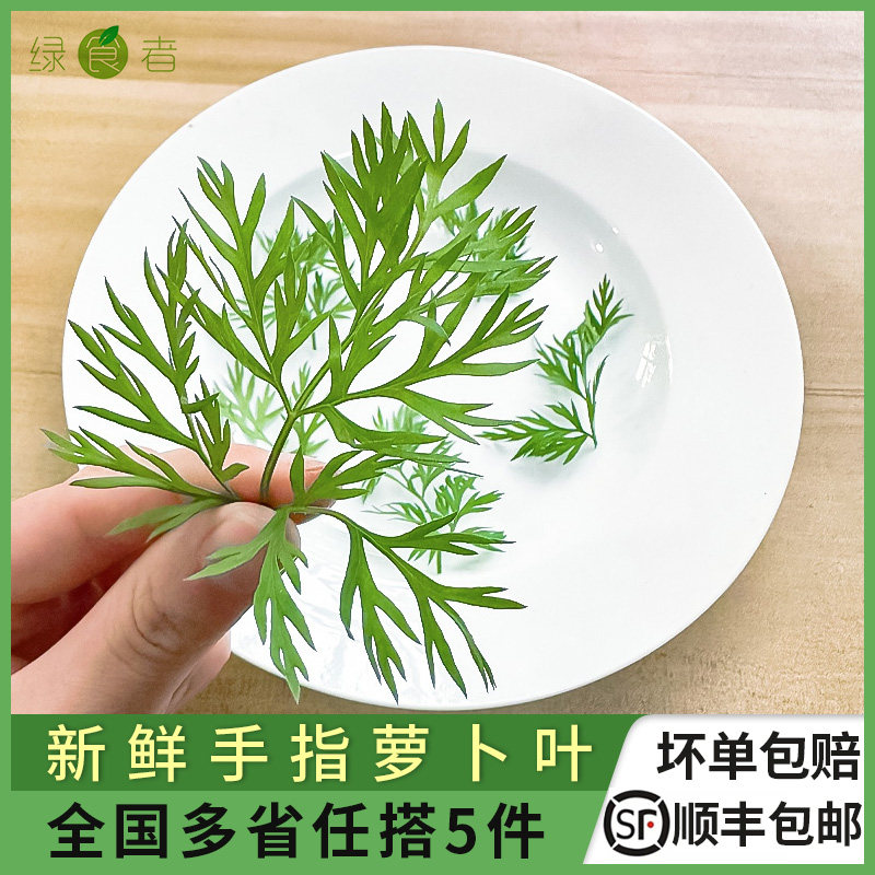 新鲜手指萝卜叶 摆盘装饰西餐酒店摆盘装饰花草点缀 全店满5件