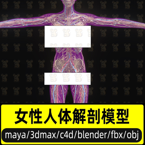 blender 3dmax写实人体神经血管乳腺骨骼器官解剖3D模型fbx c4d