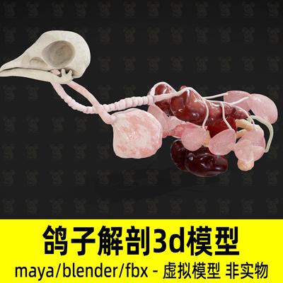 blender鸽子解剖模型maya鸟类骨骼解剖模型内脏心肺器官3d建模fbx