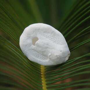 新款直销白海胆壳天然海螺贝壳爬虫箱雨林沙漠造景寄居蟹田螺换壳