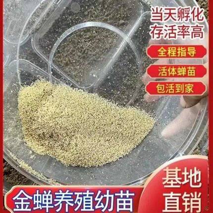 优质金蝉幼苗养殖爬叉苗高产知了猴种子卵枝知了幼虫蝉苗包回收