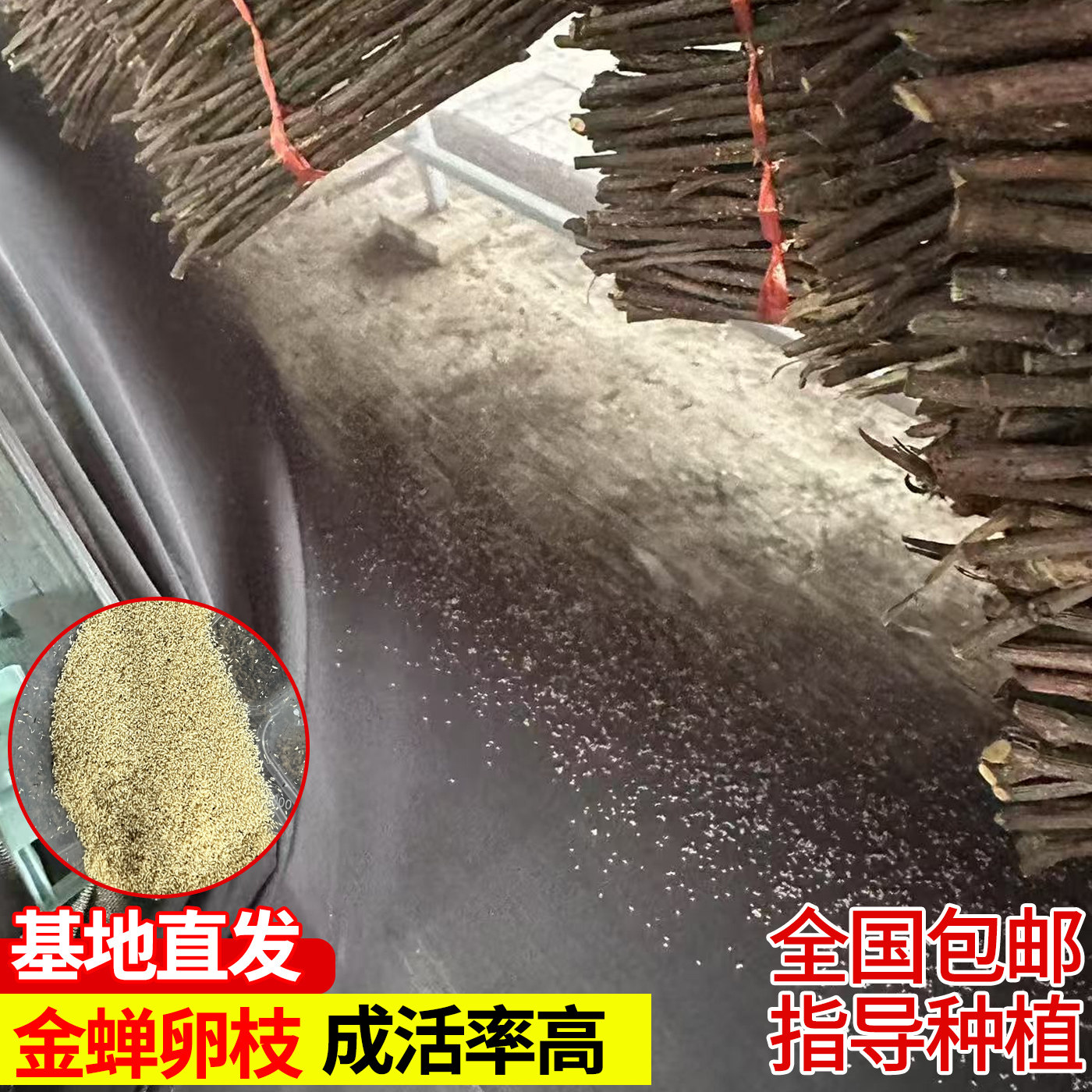 金蝉卵枝基地直发杨树枝条知了猴卵枝金蝉养殖金蝉幼苗种植技术
