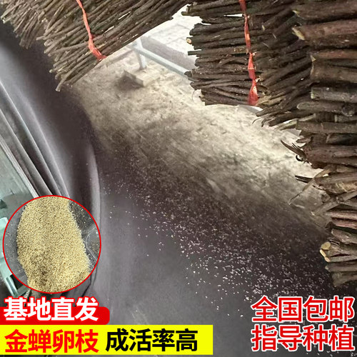 金蝉卵枝金蝉幼苗杨树卵枝批发