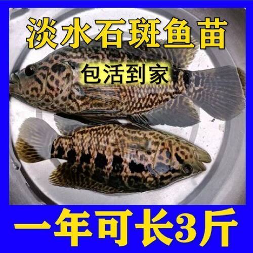 淡水石斑鱼苗老虎淡水养殖食用易养活观赏鱼大型鱼凶猛鱼路亚鱼苗
