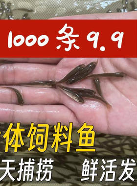 麦穗鱼活体饲料鱼小鱼苗喂乌龟铅笔龙鱼饲料活食角蛙招财猫鳜鱼食