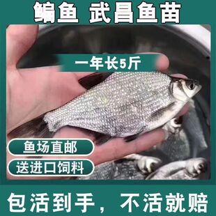 武昌鱼苗杂交鳊鱼苗扁鱼团头鲂淡水鳊鱼特大号本地养殖鱼苗