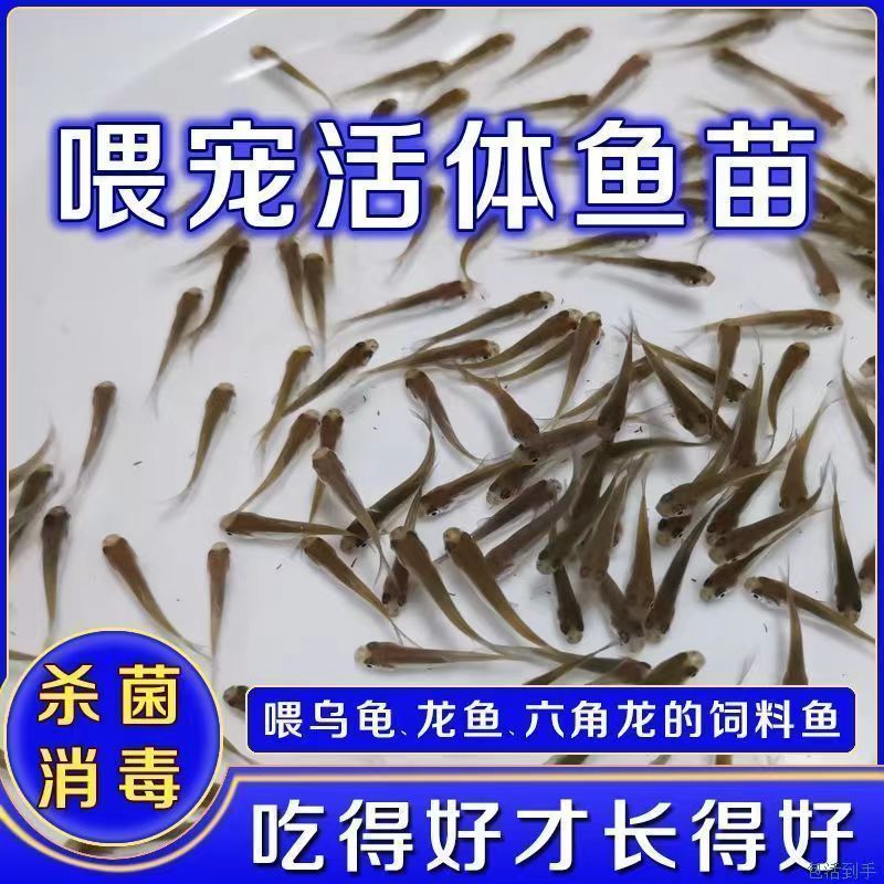 饲料鱼活鱼杂体鱼小鱼苗图片