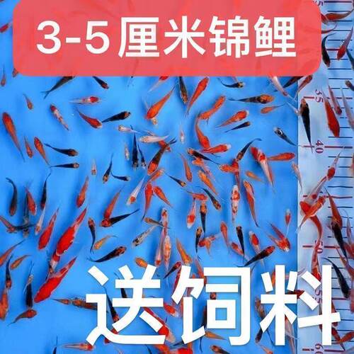 纯种高档精品锦鲤鱼苗观