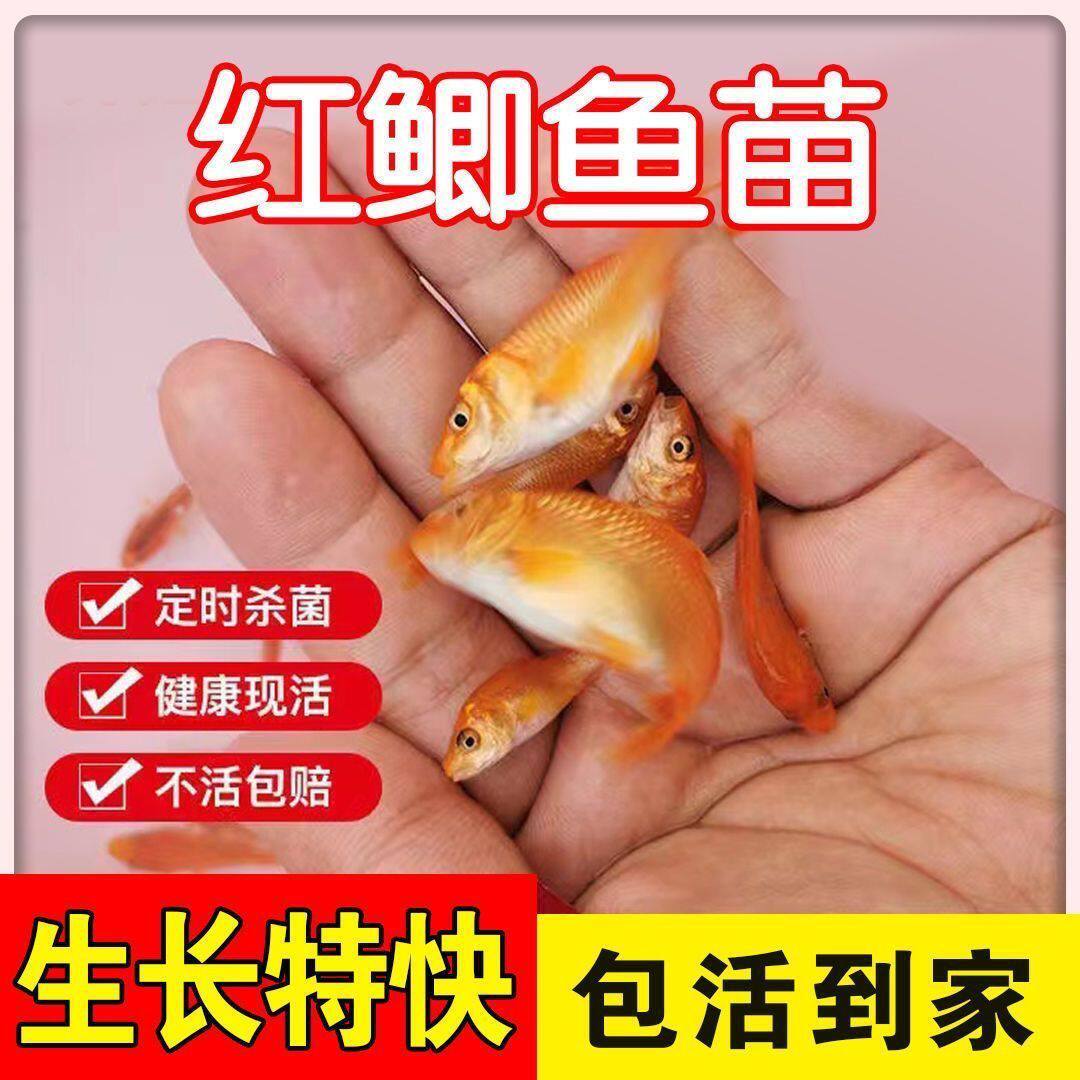 红鲫鱼苗可观赏可食用淡水鱼苗放观赏鱼饲料