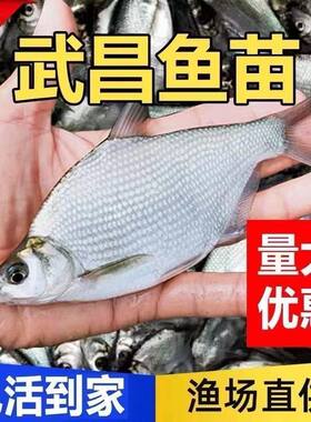 鳊鱼广东鳊三角鲂武昌苗
