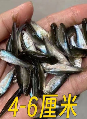 活体饲料鱼麦穗鱼小鱼苗喂龙鱼罗汉鳄龟开口饲料鱼龟鳖饲料鳜鱼食