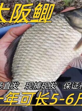 土鲫鱼特大苗黄金工程中