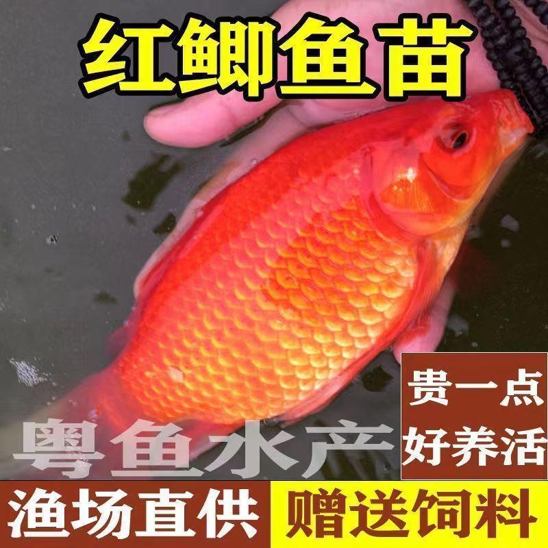 红鲫鱼苗可观赏可食用淡