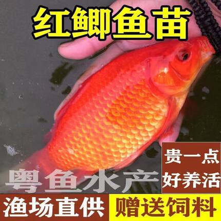 红鲫鱼苗可观赏可食用淡水鱼苗放塘养殖鲫鱼苗改良品种