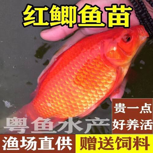 红鲫鱼苗可观赏可食用淡