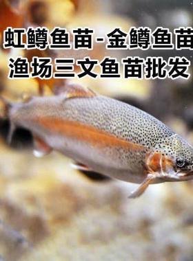 虹鳟鱼苗三文鱼苗淡水养殖食用鱼活体金鳟鱼苗观赏鱼包邮渔场直销
