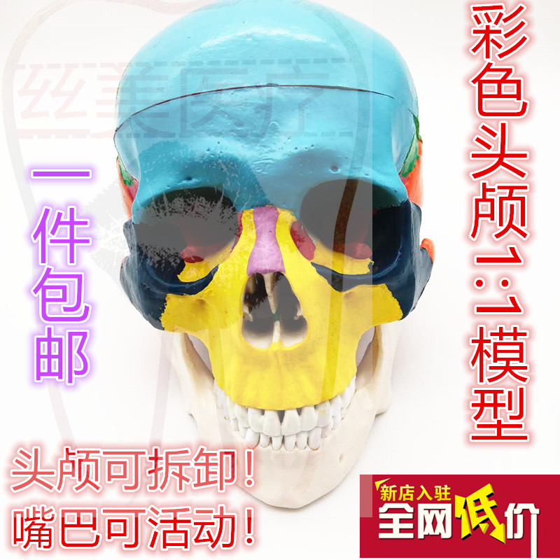 牙齿科美白医 艺用彩色头骨骷髅咬合摆件口腔教学模型可拆卸头颅