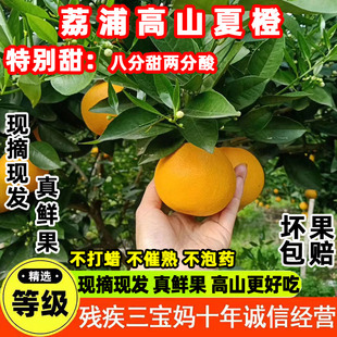 【现摘】桂林高山夏橙脐橙酸甜新鲜橙子广西水果孕妇应季现摘整箱