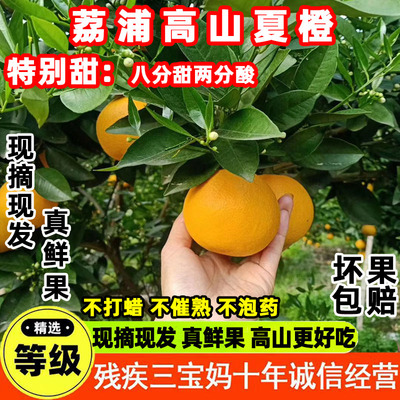 桂林高山现摘酸甜夏橙
