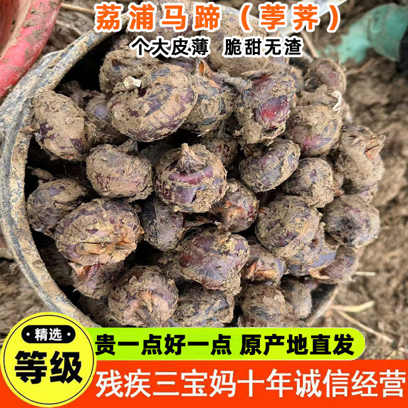 脆甜马蹄广西荔浦荸荠新鲜现挖大马蹄生鲜农家自种蔬菜可种植食用