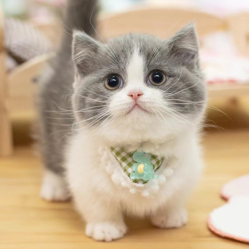 纯种曼基康矮脚猫幼猫活物蓝白拿破仑猫咪活体纯白短腿猫实体猫舍