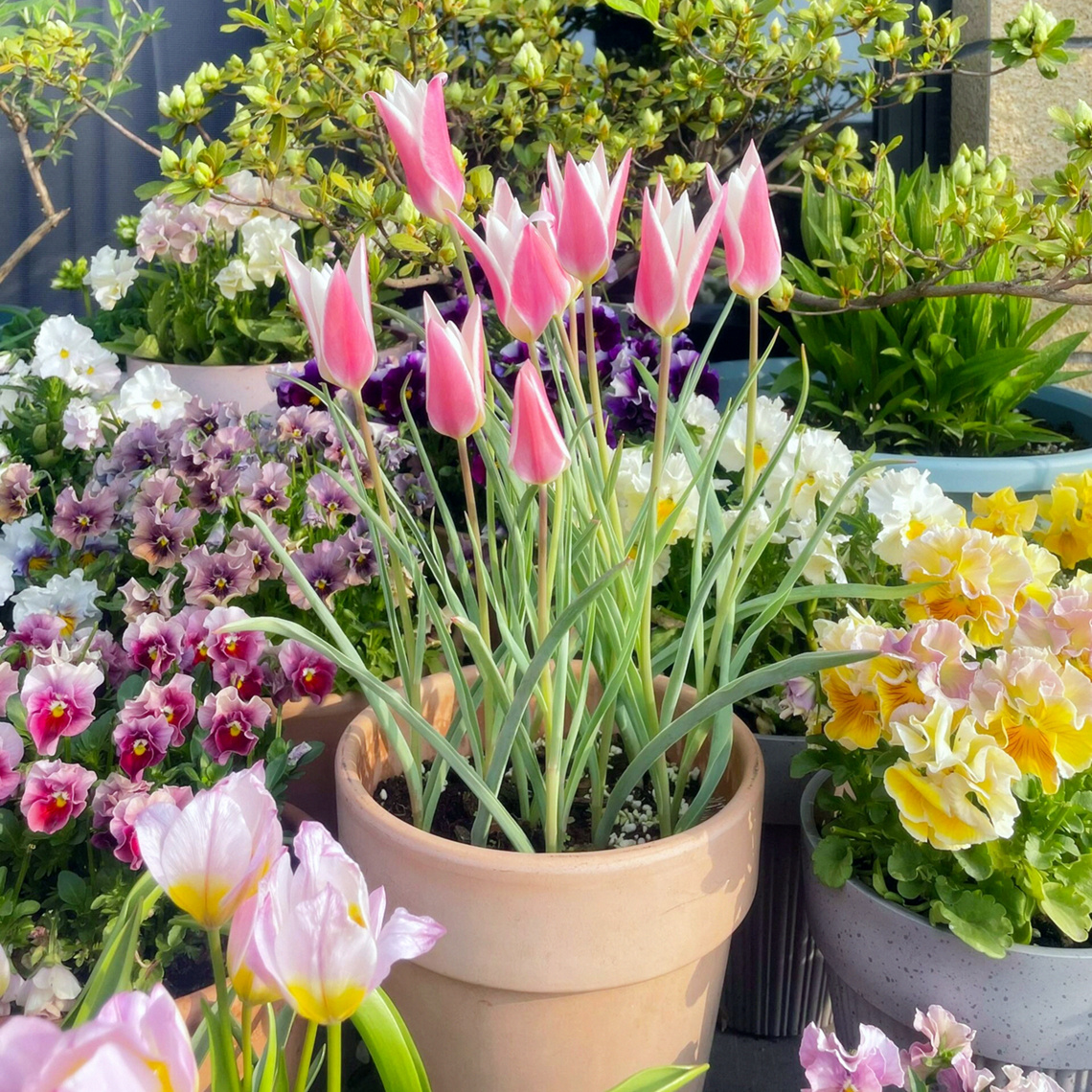 原生郁金香进口种球耐寒盆地栽复花卉种子阳台耐寒秋冬多年生好养