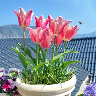 5度球10颗郁金香进口大种球进口土培水养阳台开花水仙室内办公室