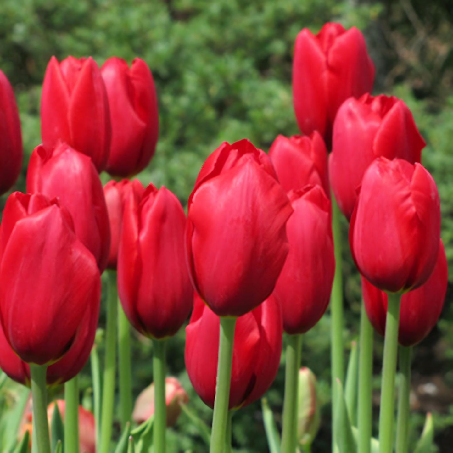 郁金香盆土套装栽好发货土培水培进口种球阳台花卉盆地办公室耐寒