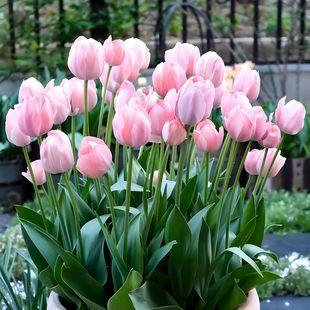 郁金香大种球土培水培进口冬季 开花卉耐寒阳台室内外养地栽办公室