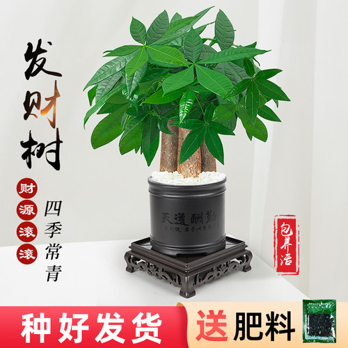 发财树小盆栽室内植物办公客厅单