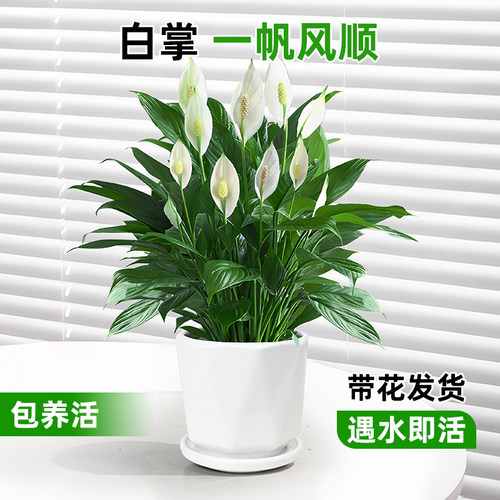 包养活水培白掌一帆风顺