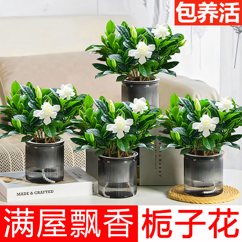 满屋飘香浓香型栀子花盆栽