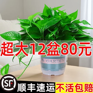 大绿萝批发盆栽室内植物水培绿植绿箩长藤 去异味甲醛 新房装 修